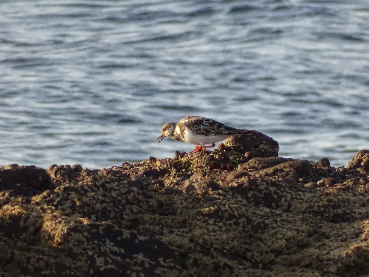 Ruddy Turnstone - Cristofer Ojeda Asenjo