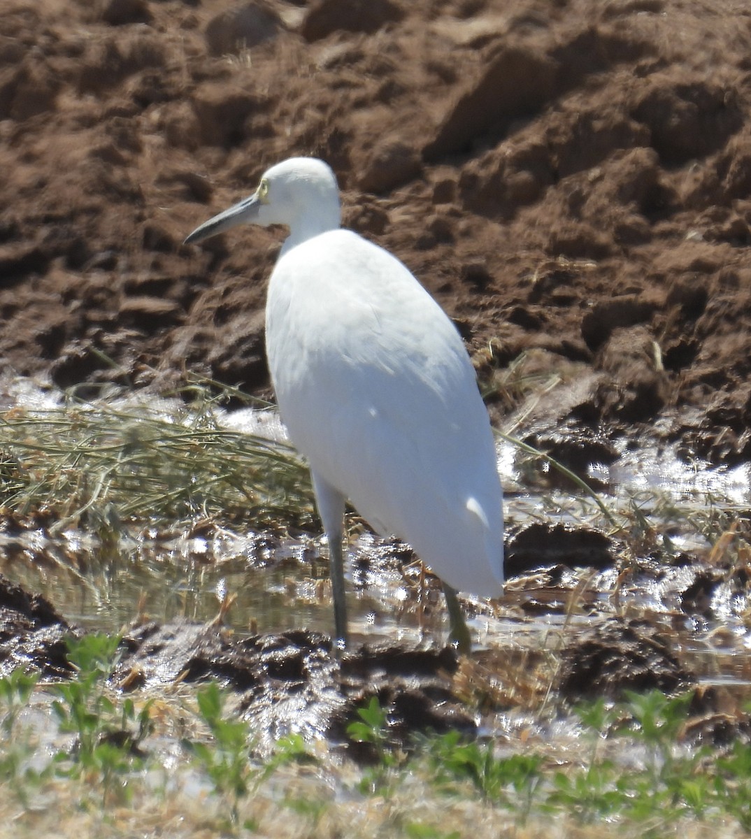 Snowy Egret - Chris Parsons