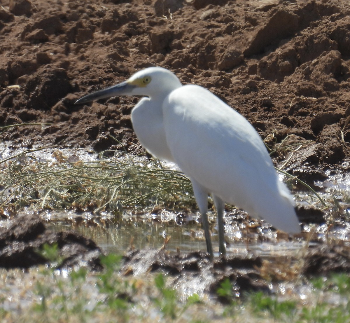 Snowy Egret - ML597492411