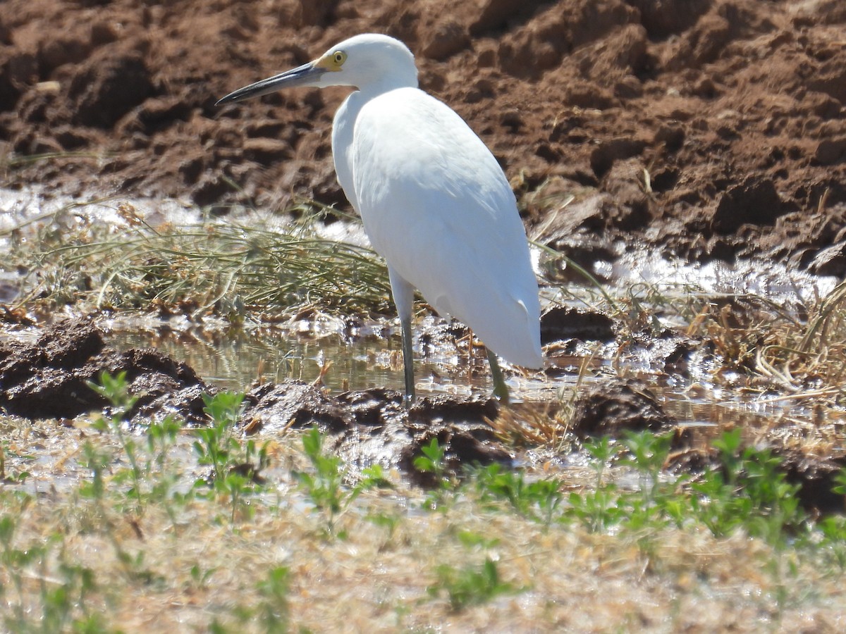 Snowy Egret - Chris Parsons