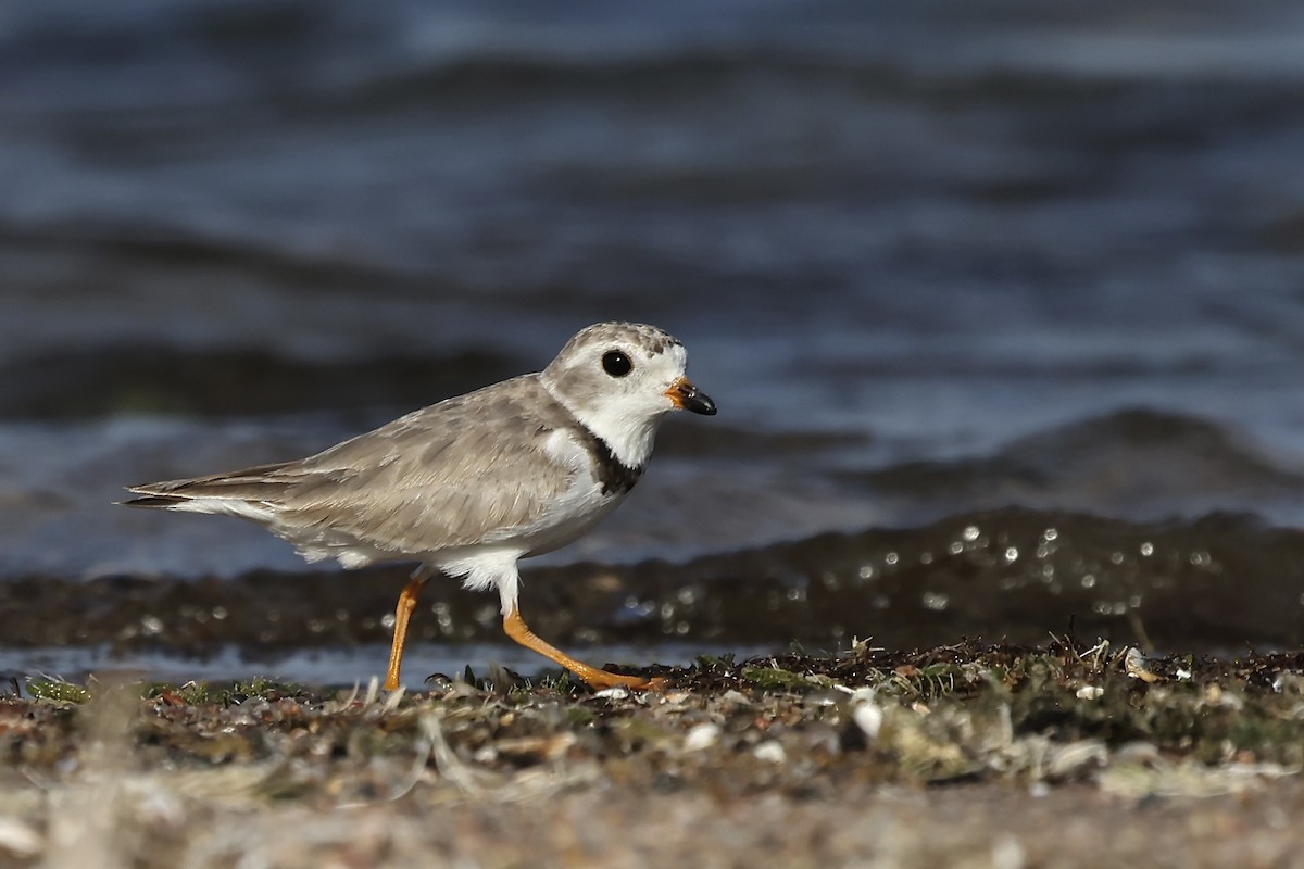 Piping Plover - ML597493811