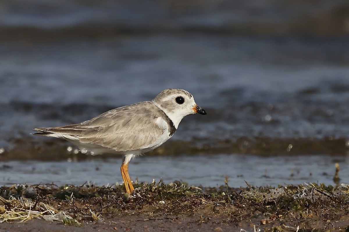 Piping Plover - ML597493841
