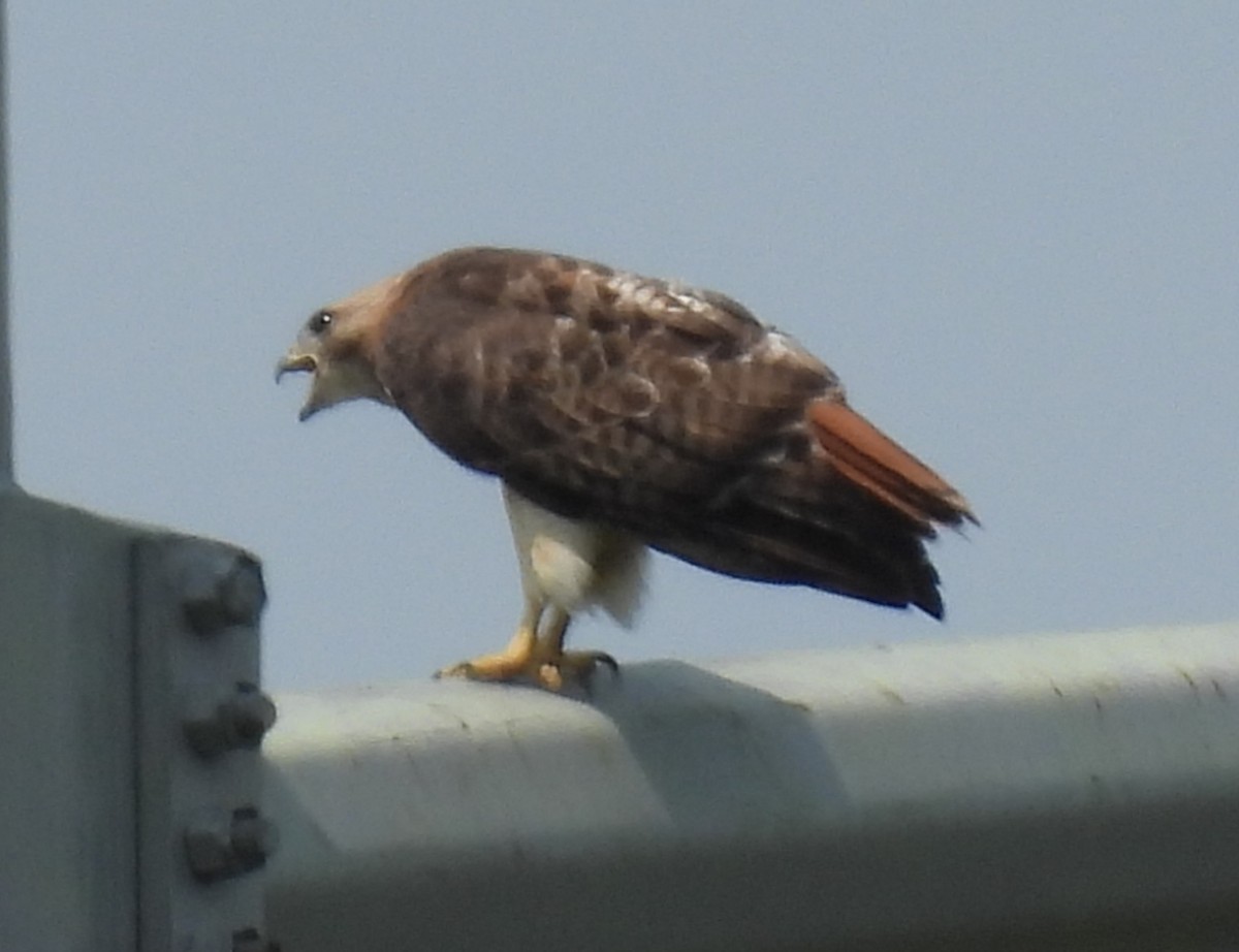 Red-tailed Hawk - Scott Weaver