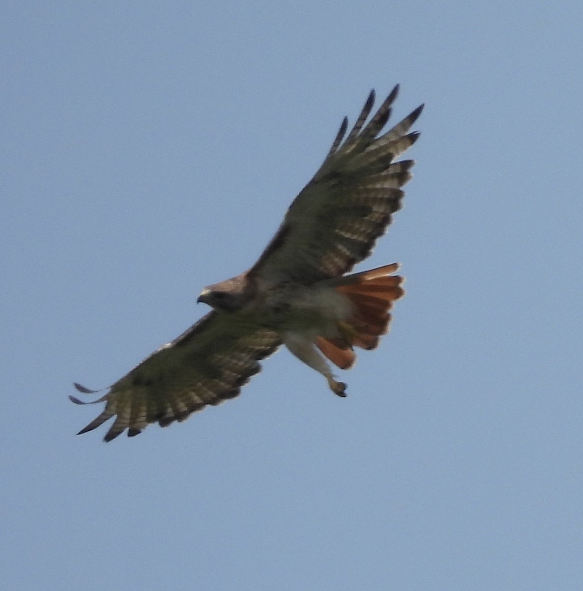 Red-tailed Hawk - ML597494031