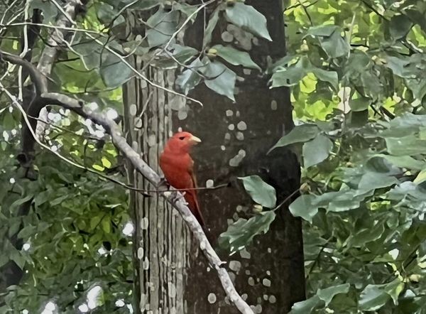 Summer Tanager - ML597494121