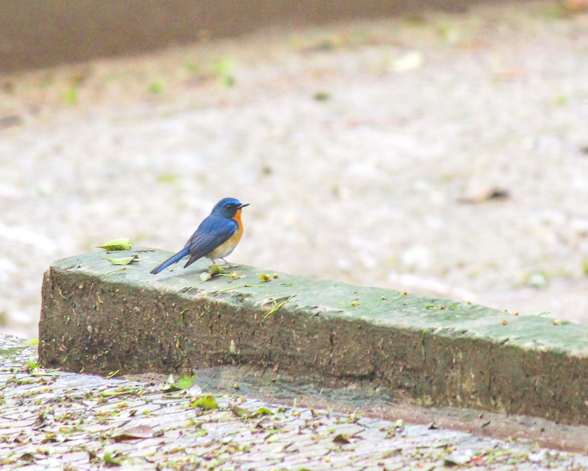 Hill Blue Flycatcher - ML597494401