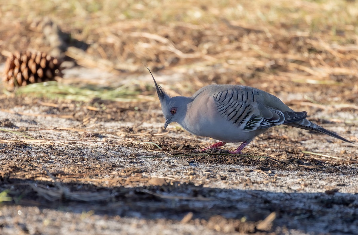 Crested Pigeon - ML597494411