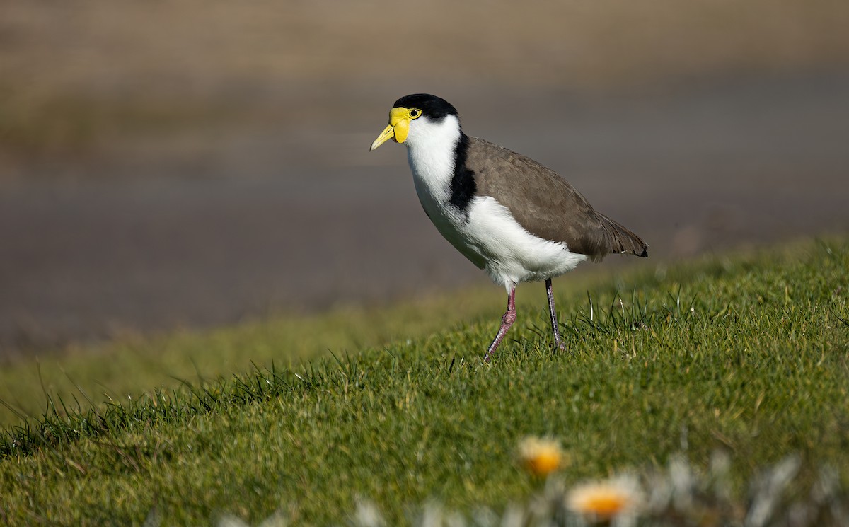 Masked Lapwing - ML597494521