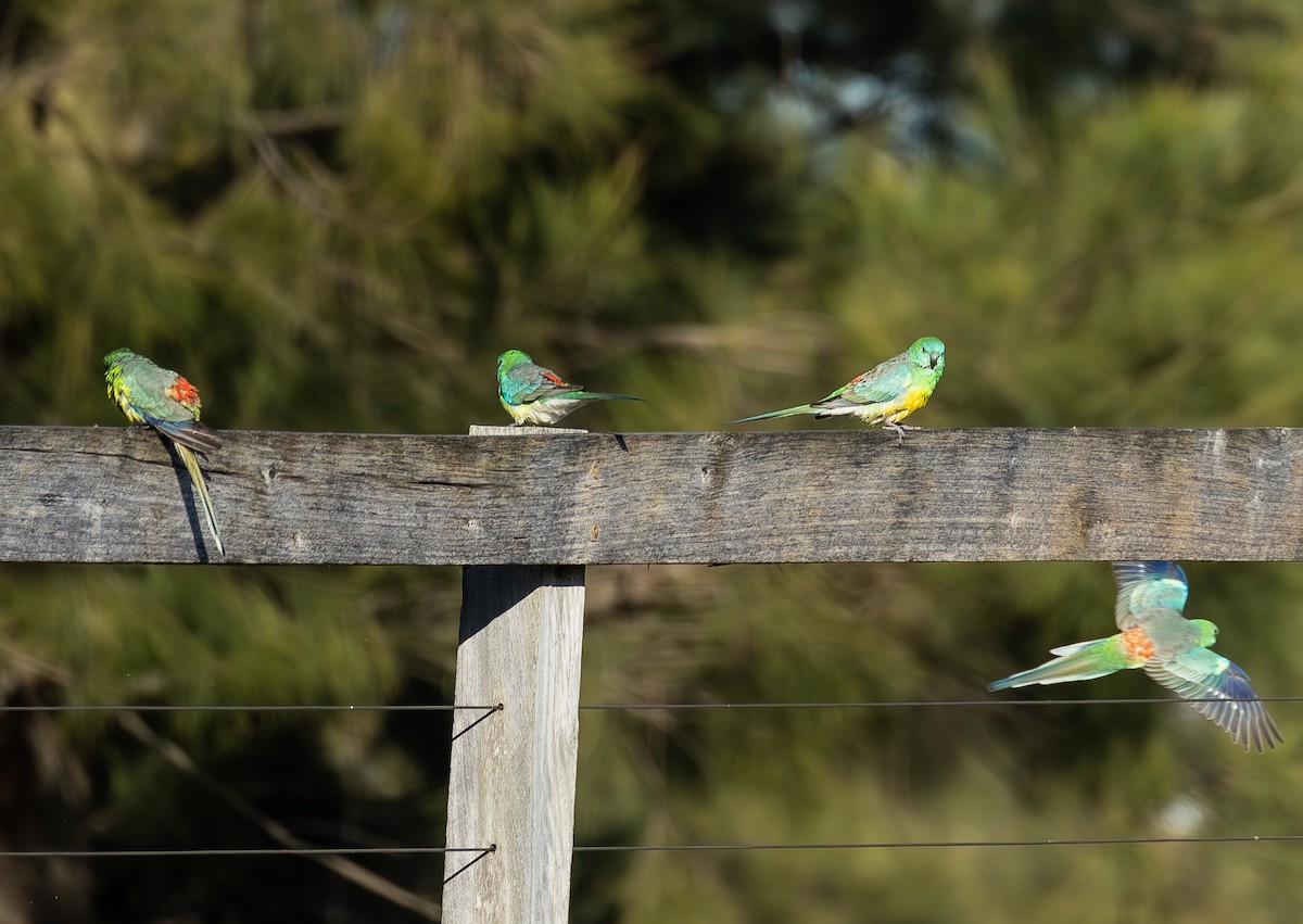 Red-rumped Parrot - ML597494551