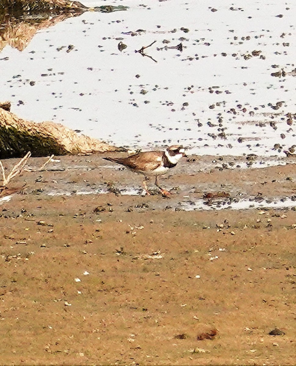 Semipalmated Plover - ML597494581