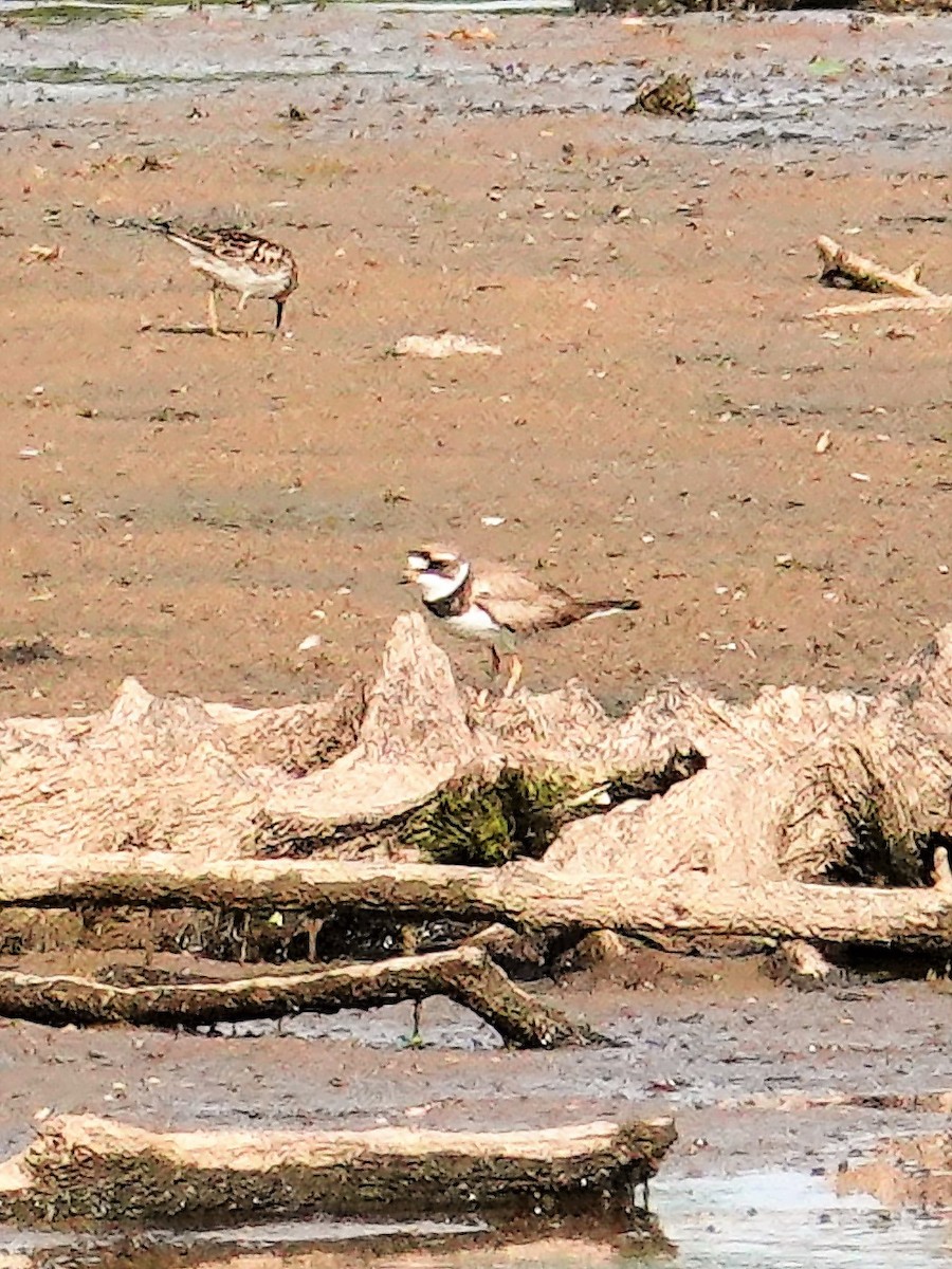 Semipalmated Plover - ML597494591