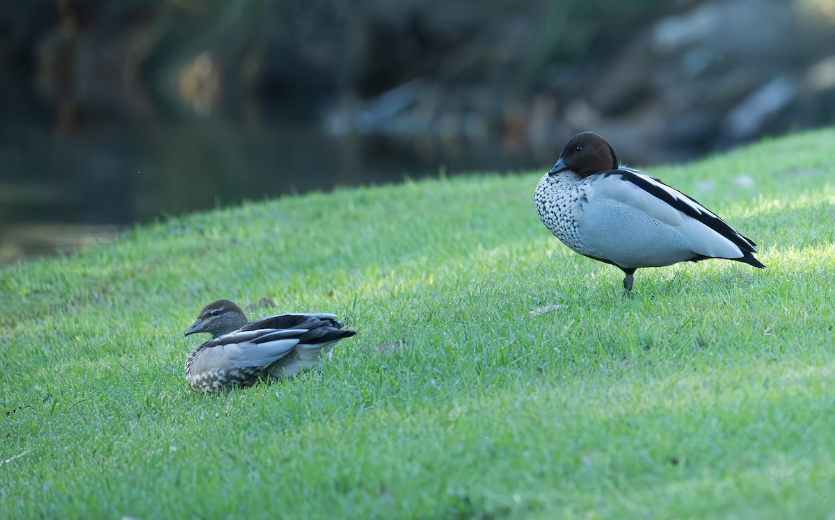 Maned Duck - ML597494761