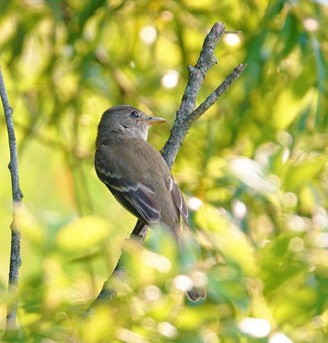 Willow Flycatcher - ML597495171