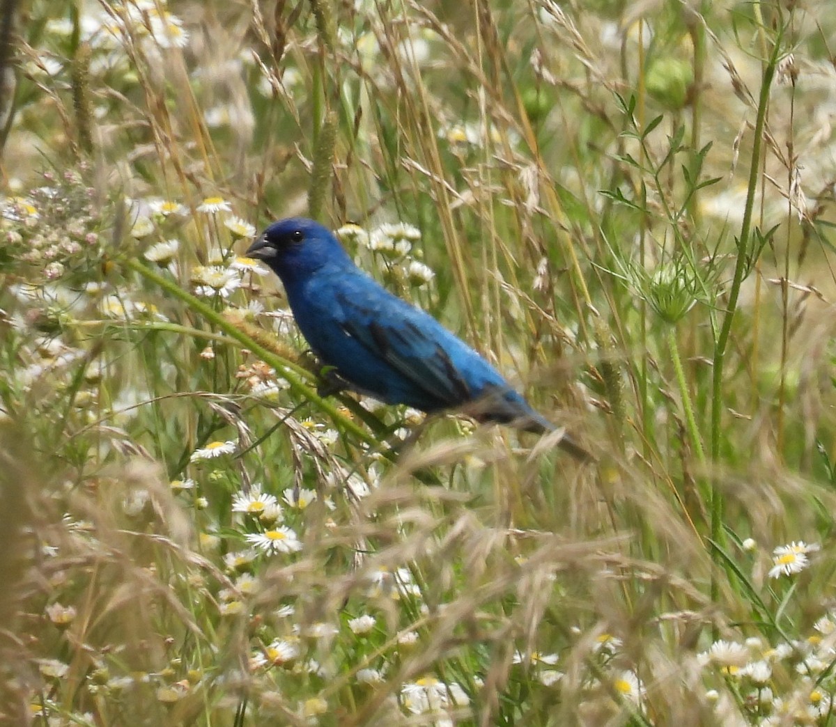 Indigo Bunting - ML597495571