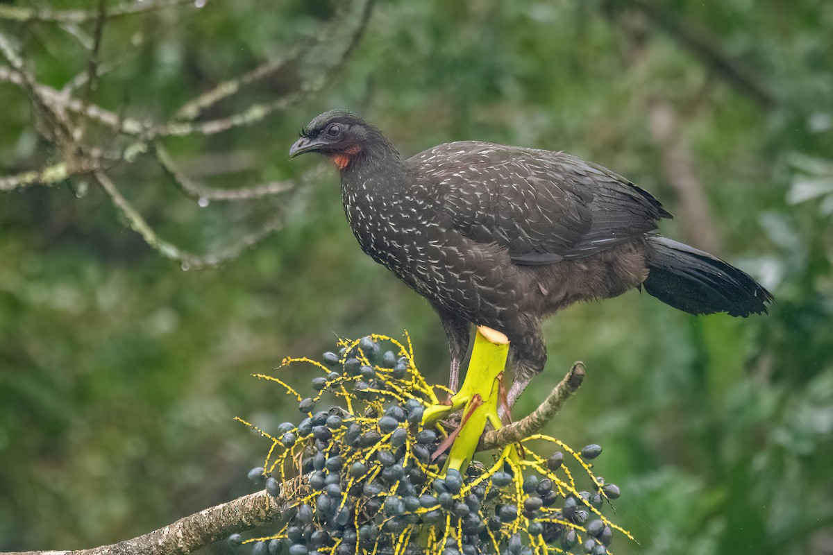 Dusky-legged Guan - ML597495621