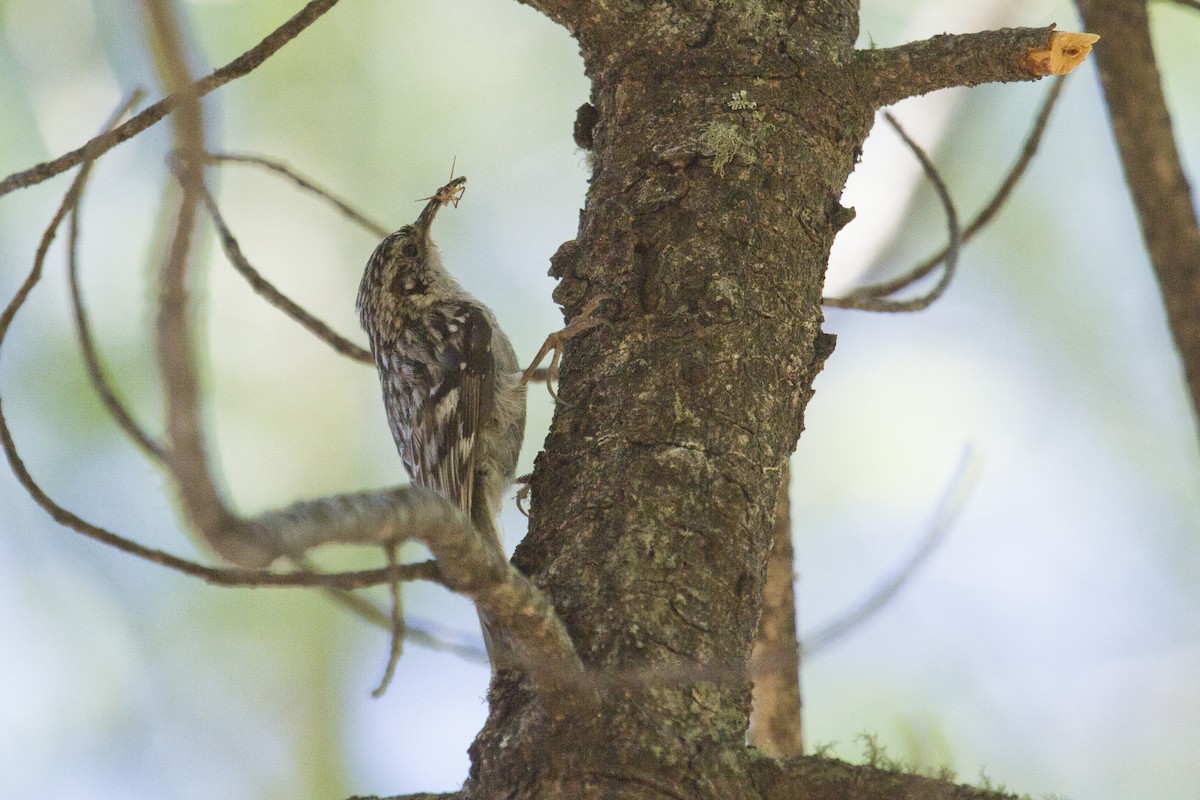 Brown Creeper - Liam Wolff