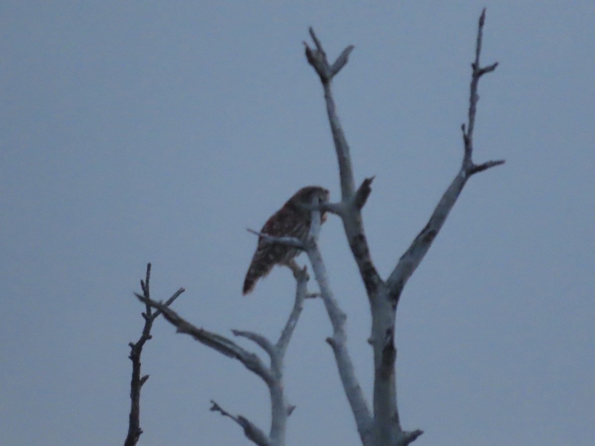 Barred Owl - ML597496191