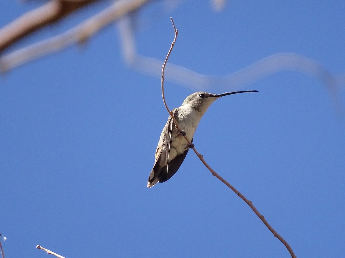 Colibrí del Atacama - ML597496251