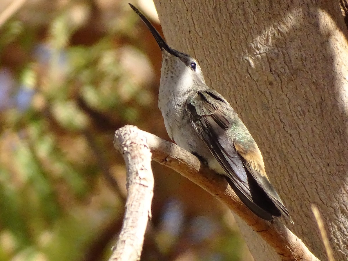 Oasis Hummingbird - Cristofer Ojeda Asenjo