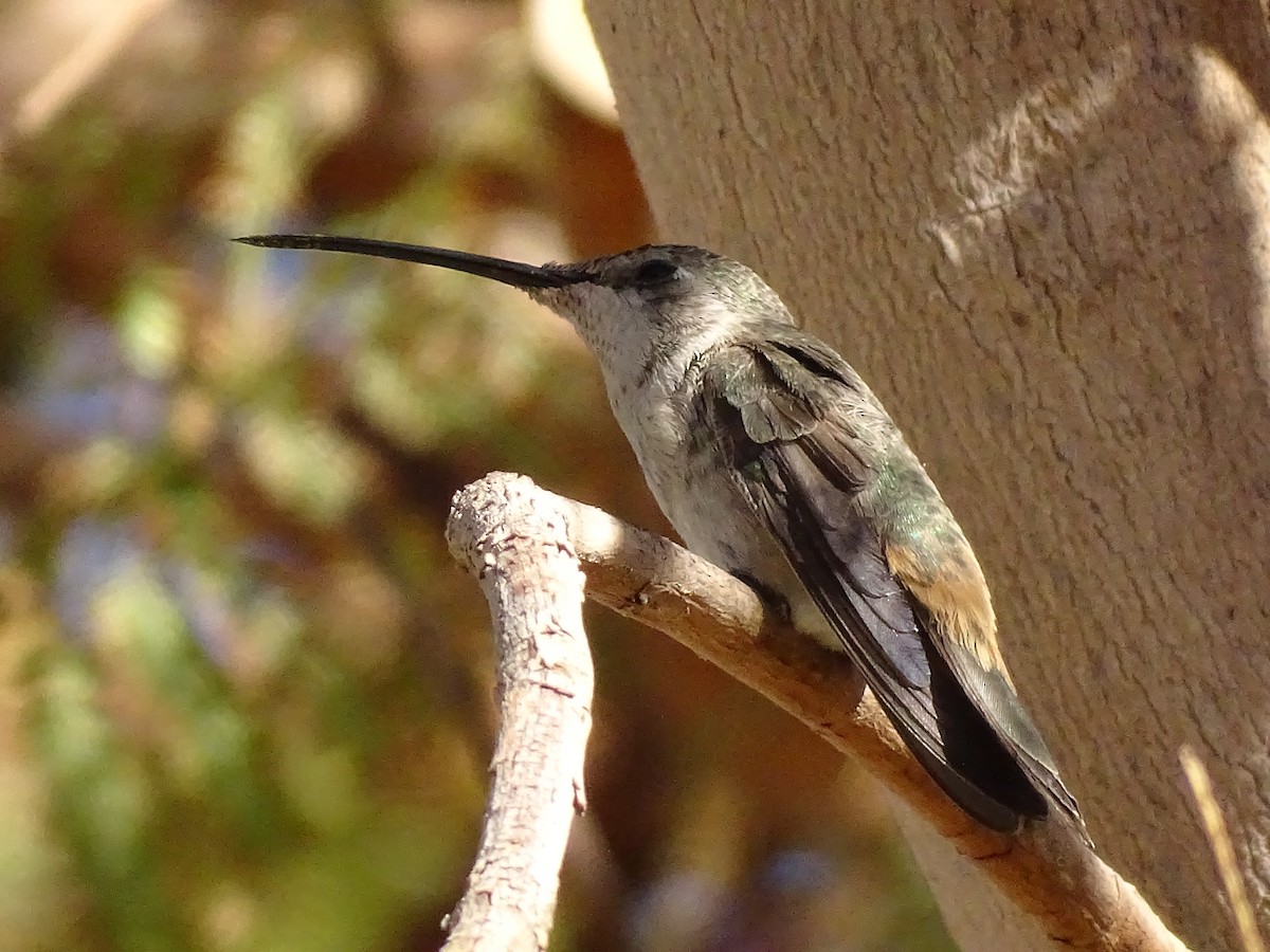 Colibrí del Atacama - ML597496271