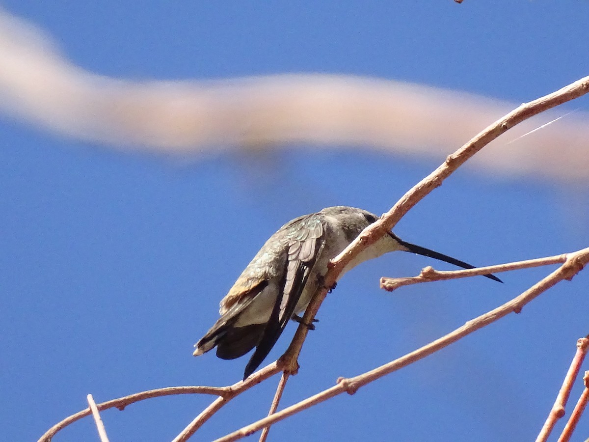 Colibrí del Atacama - ML597496281