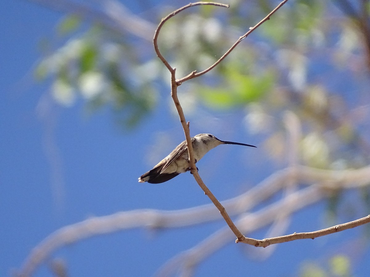 Oasis Hummingbird - Cristofer Ojeda Asenjo