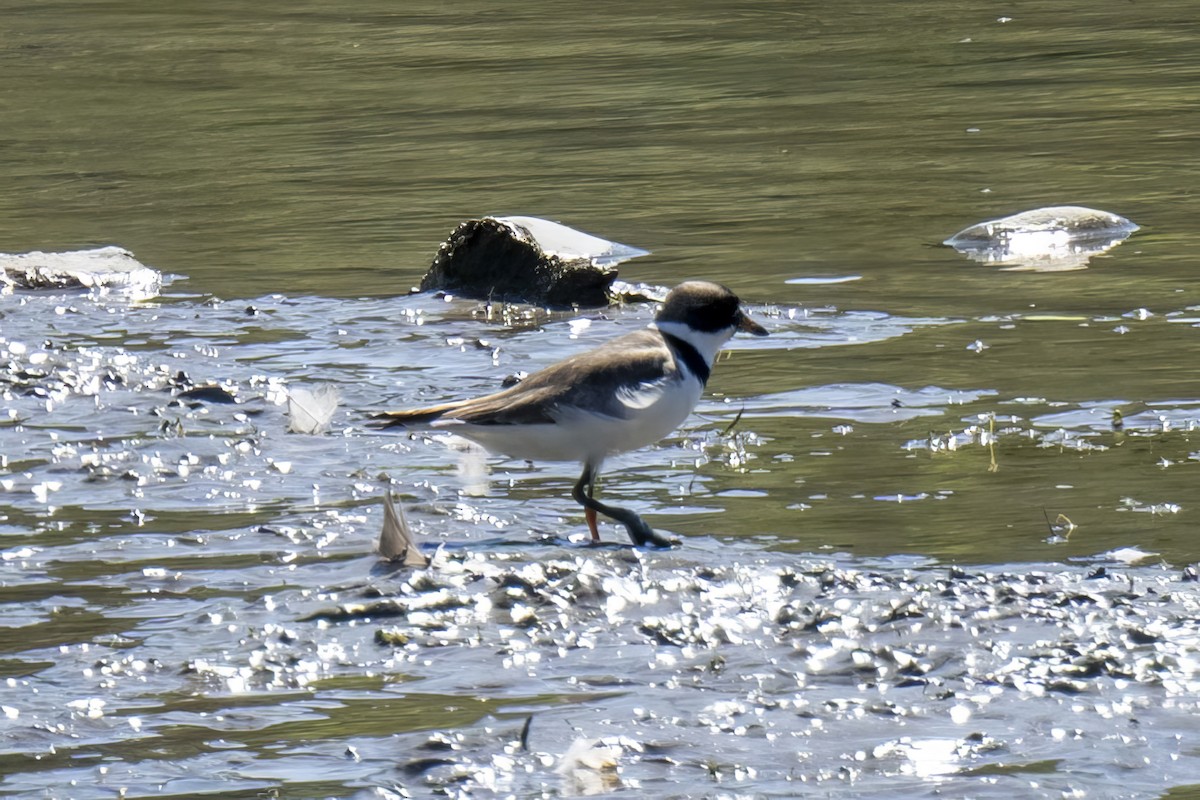 Semipalmated Plover - ML597496581