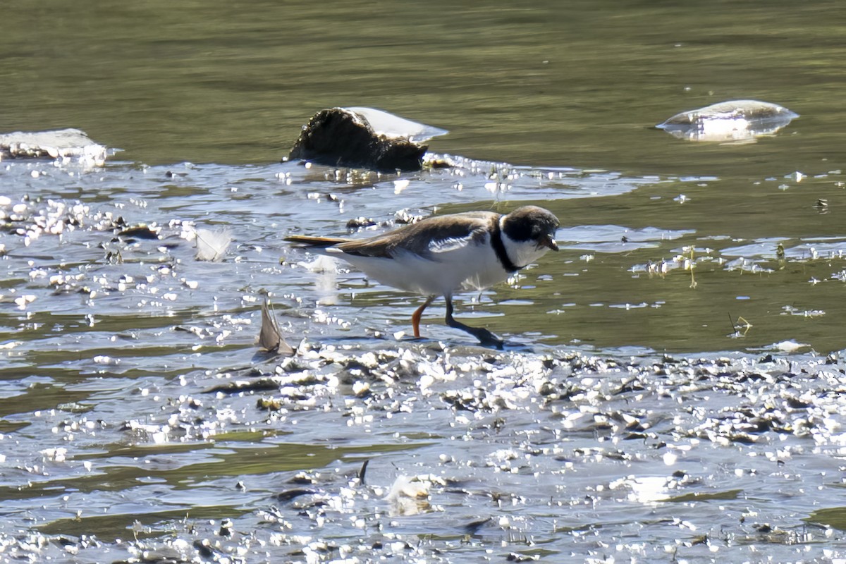 Semipalmated Plover - ML597496591
