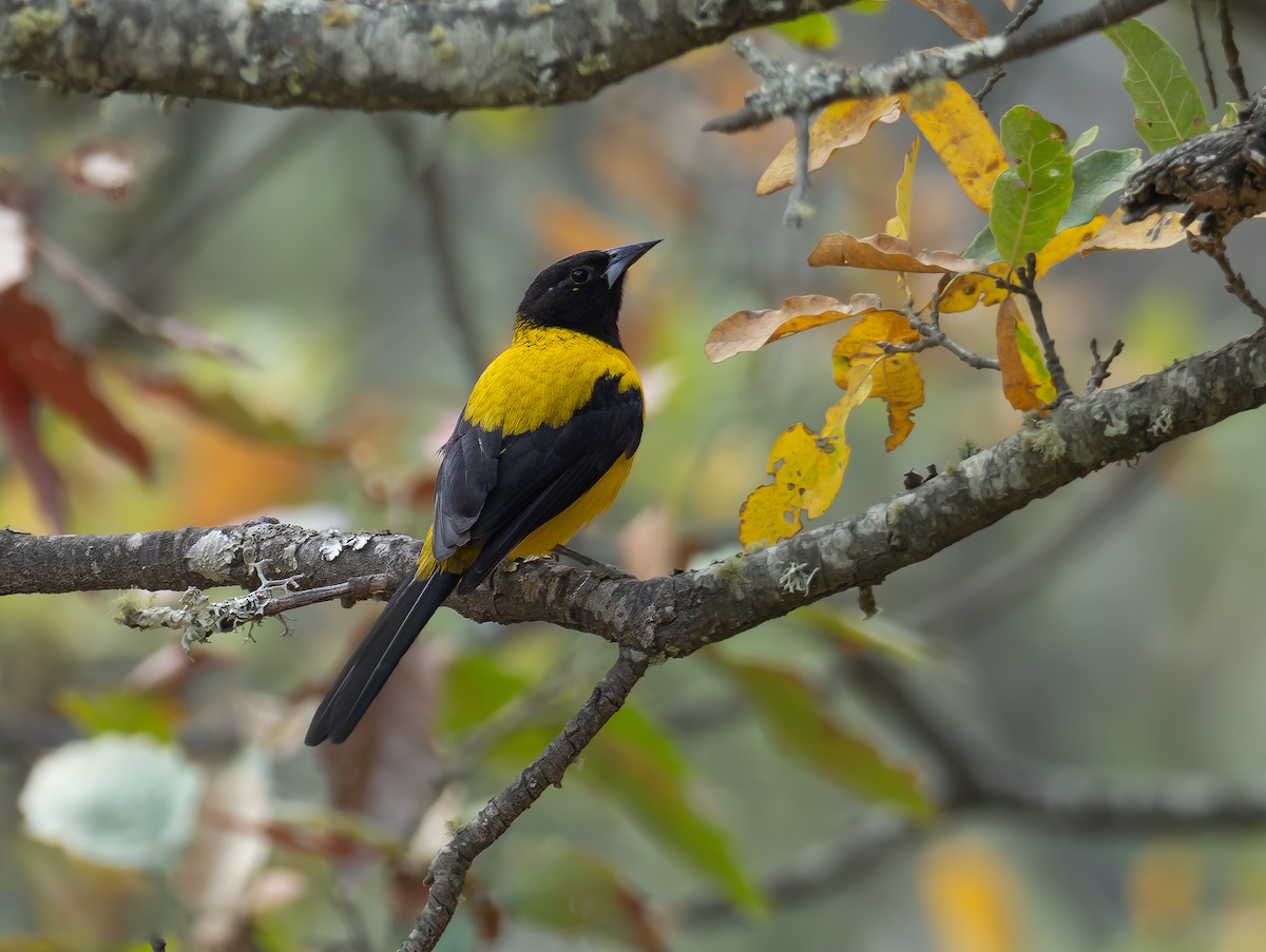 Audubon's Oriole - ML597496641