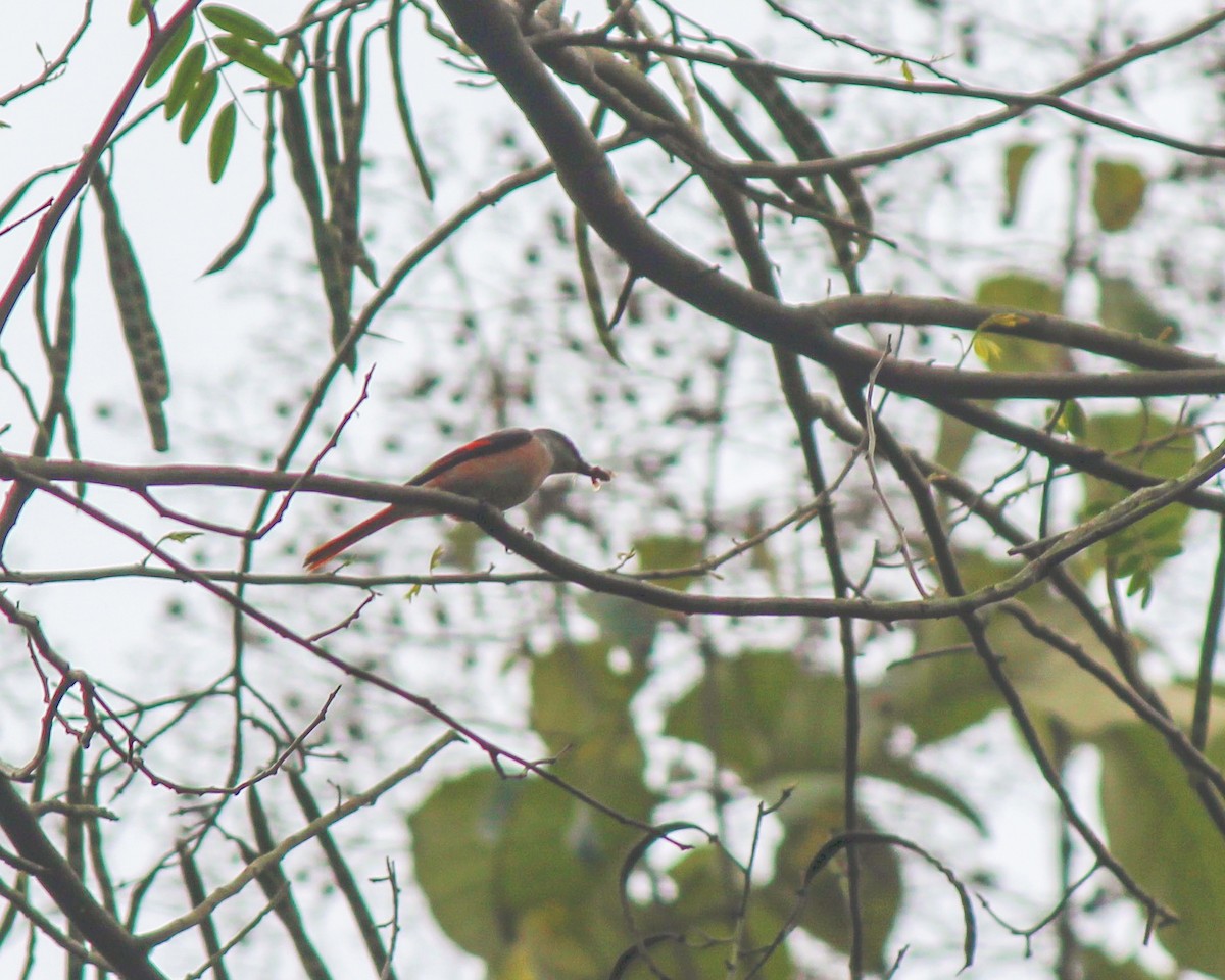 Rosy Minivet - Daniel S.