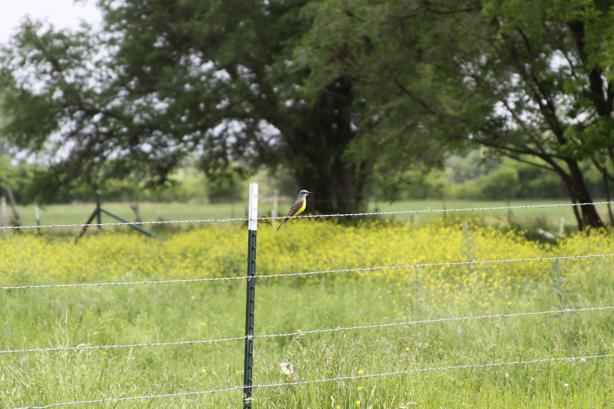 Couch's Kingbird - ML597497301