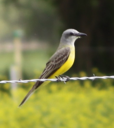 Couch's Kingbird - ML597497381