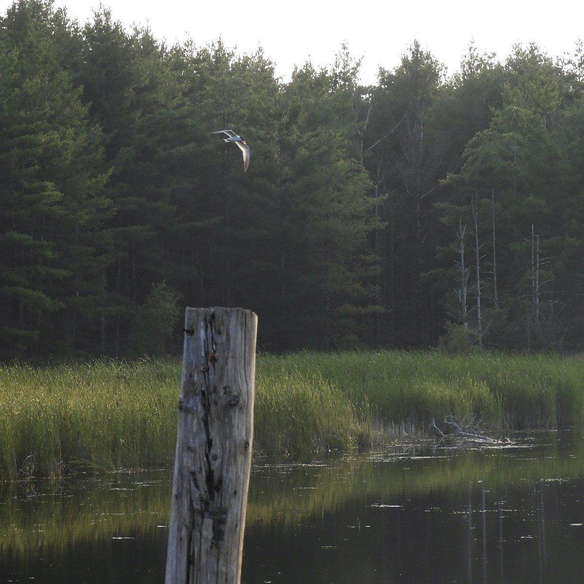 Caspian Tern - ML597497491