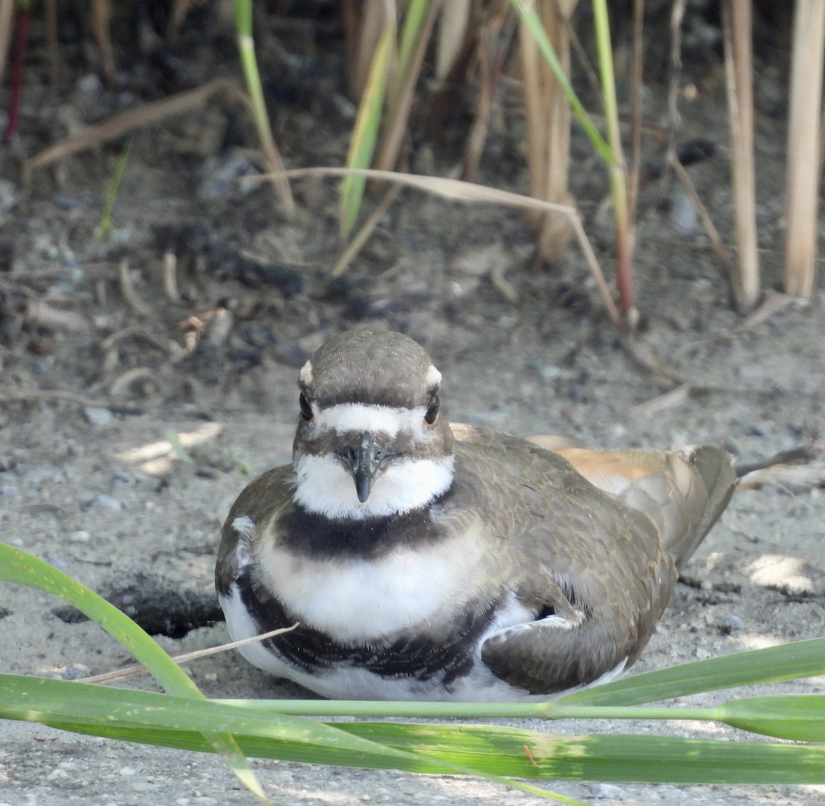 Killdeer - ML597497751