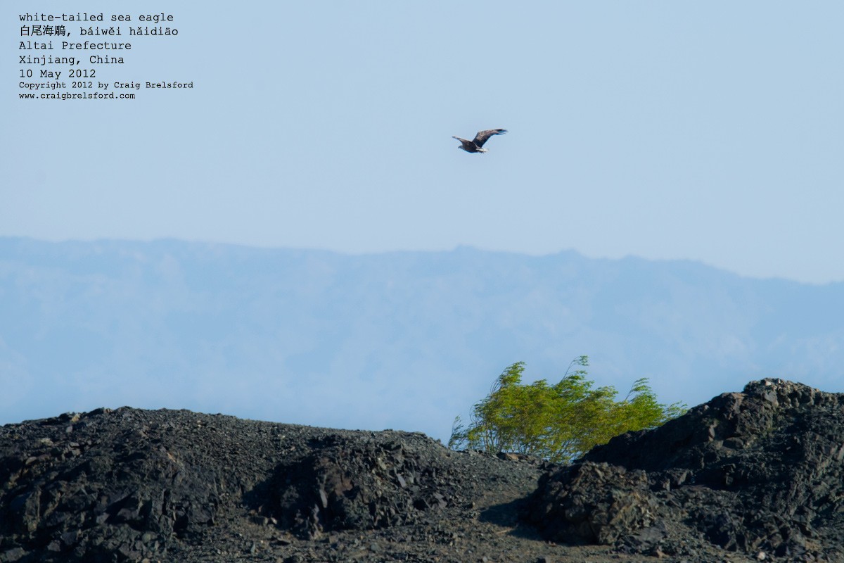 White-tailed Eagle - ML59749791