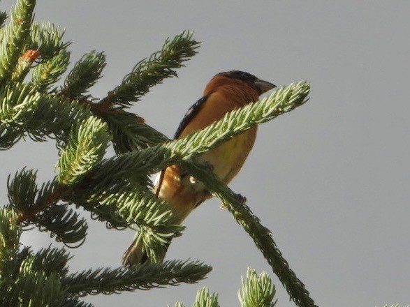 Black-headed Grosbeak - ML597498641