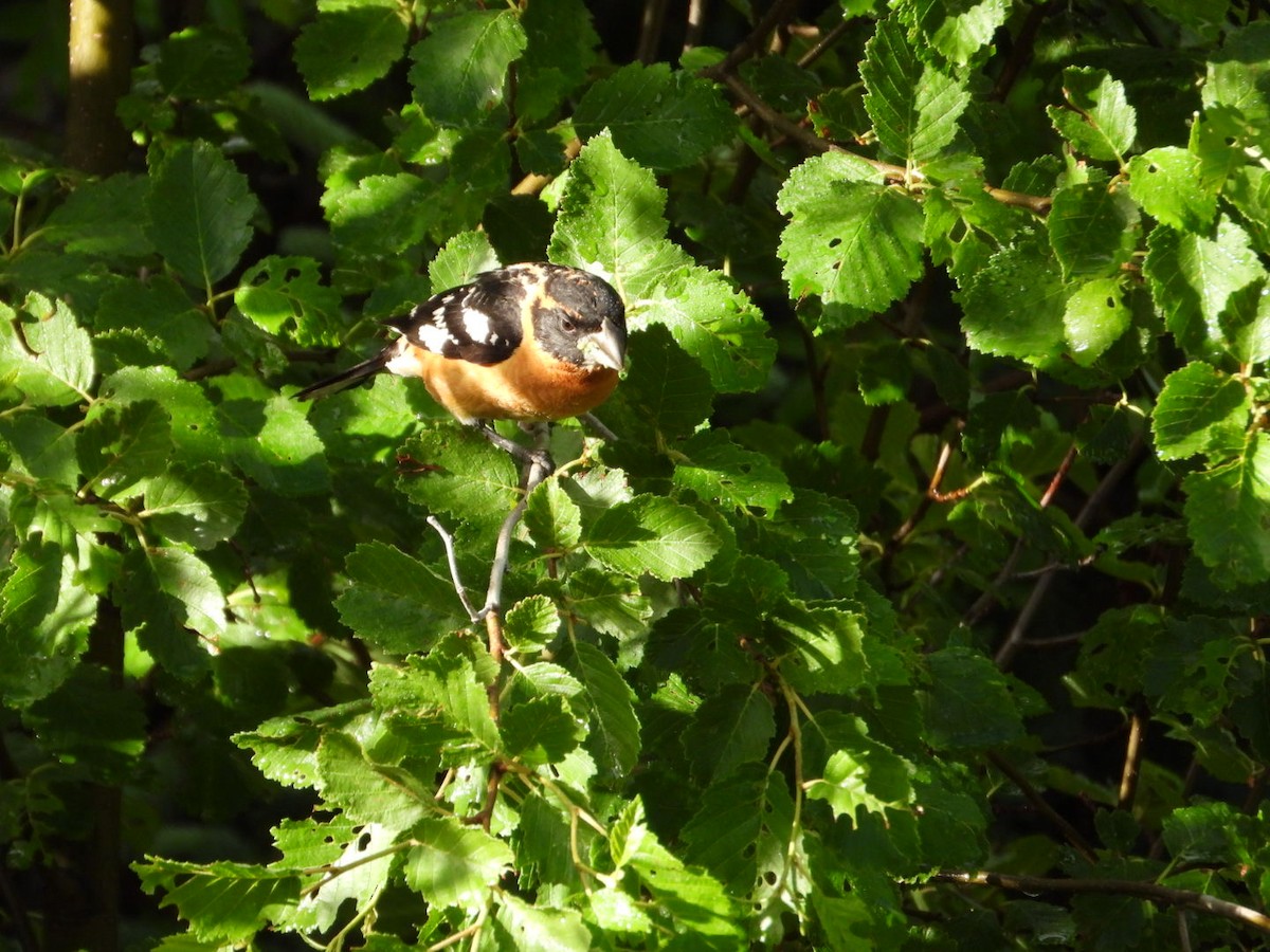 Black-headed Grosbeak - ML597498651