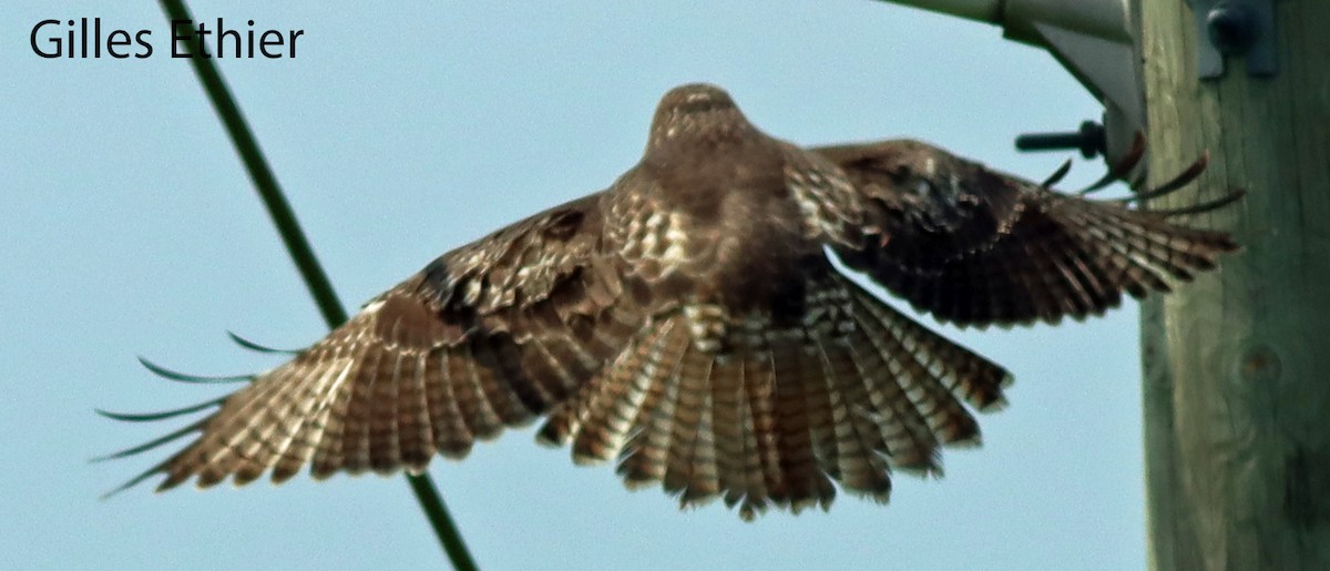 Red-tailed Hawk - ML597499551