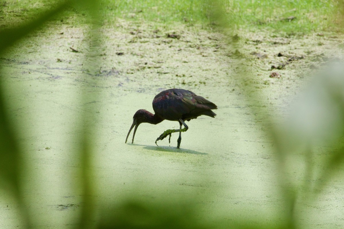 Glossy Ibis - ML597502581