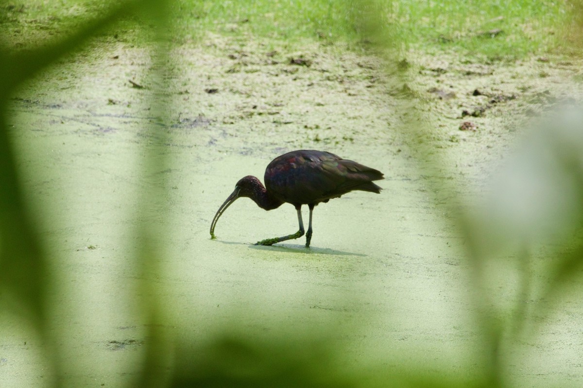 ibis hnědý - ML597502591