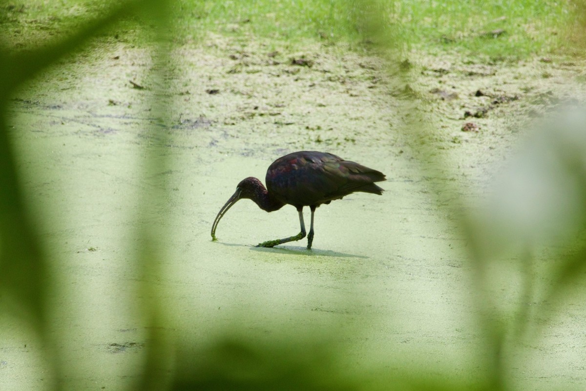 Glossy Ibis - ML597502591