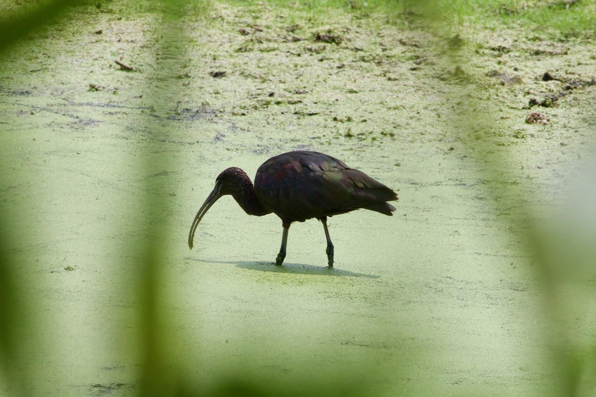 Glossy Ibis - ML597502601