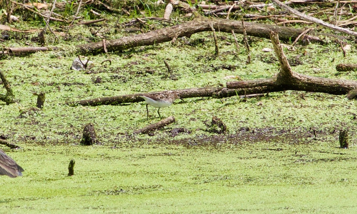 Least Sandpiper - ML597502651