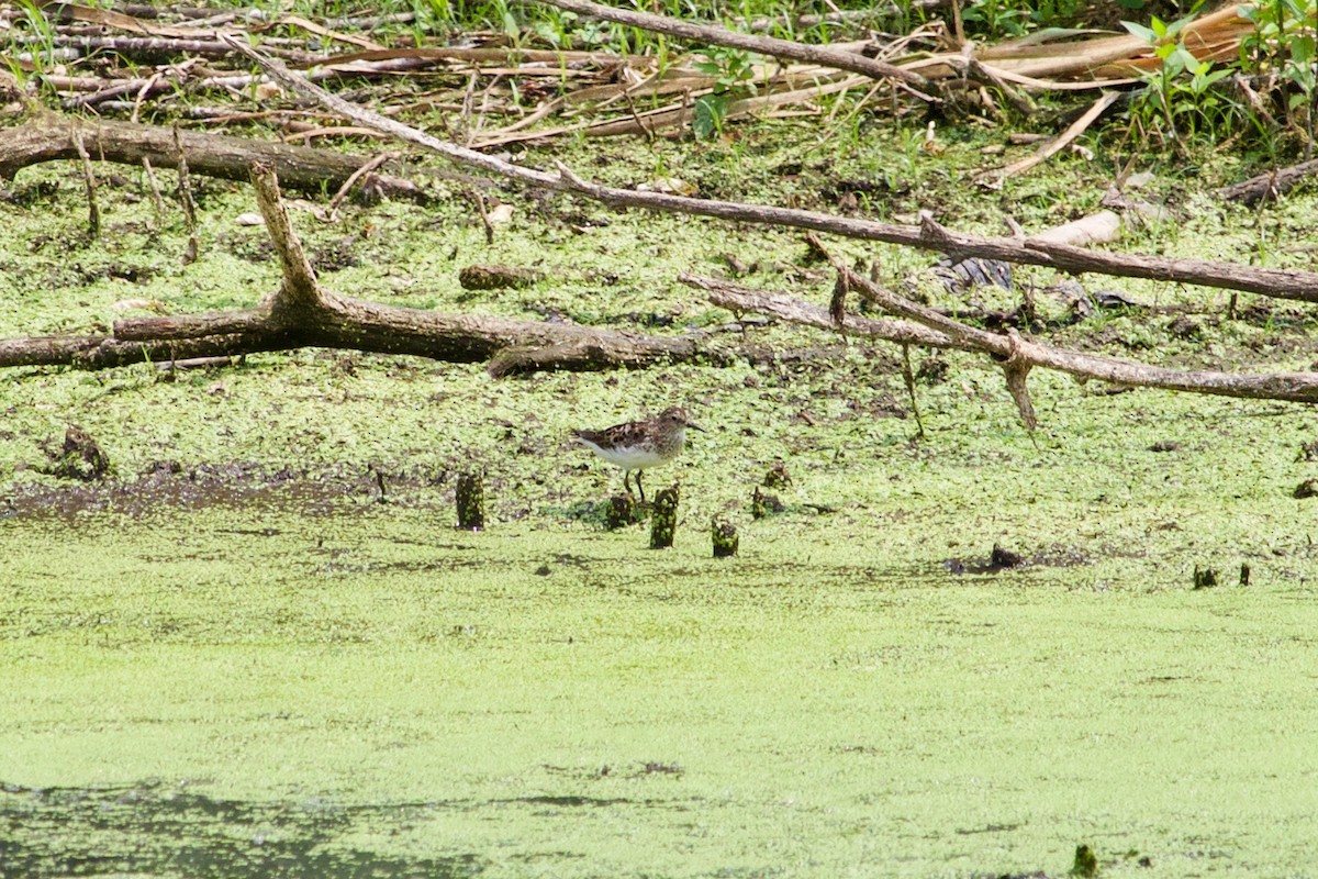 Least Sandpiper - ML597502661