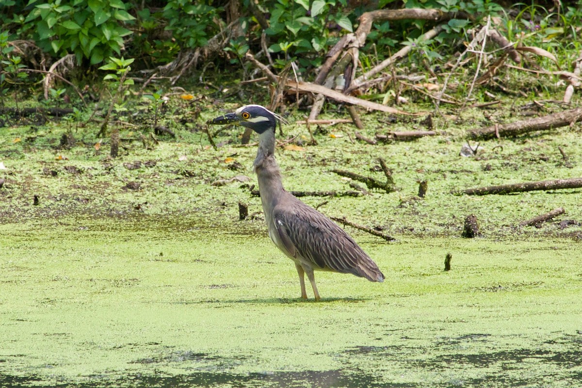 Yellow-crowned Night Heron - Loyan Beausoleil