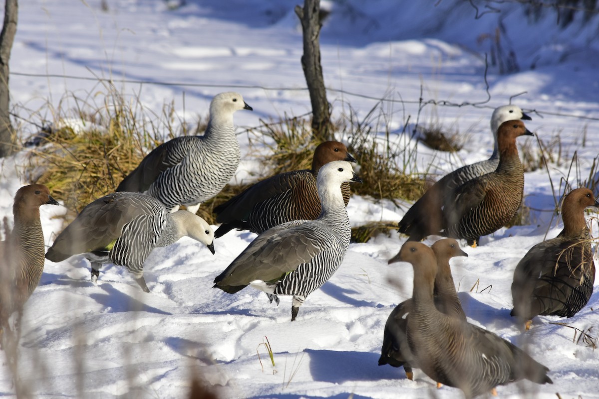 Upland Goose - ML597503111