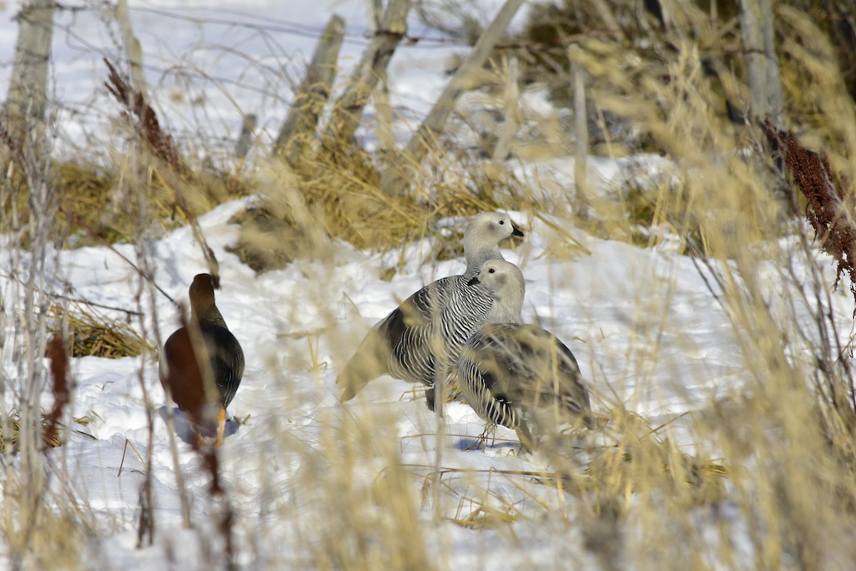 Upland Goose - ML597503121