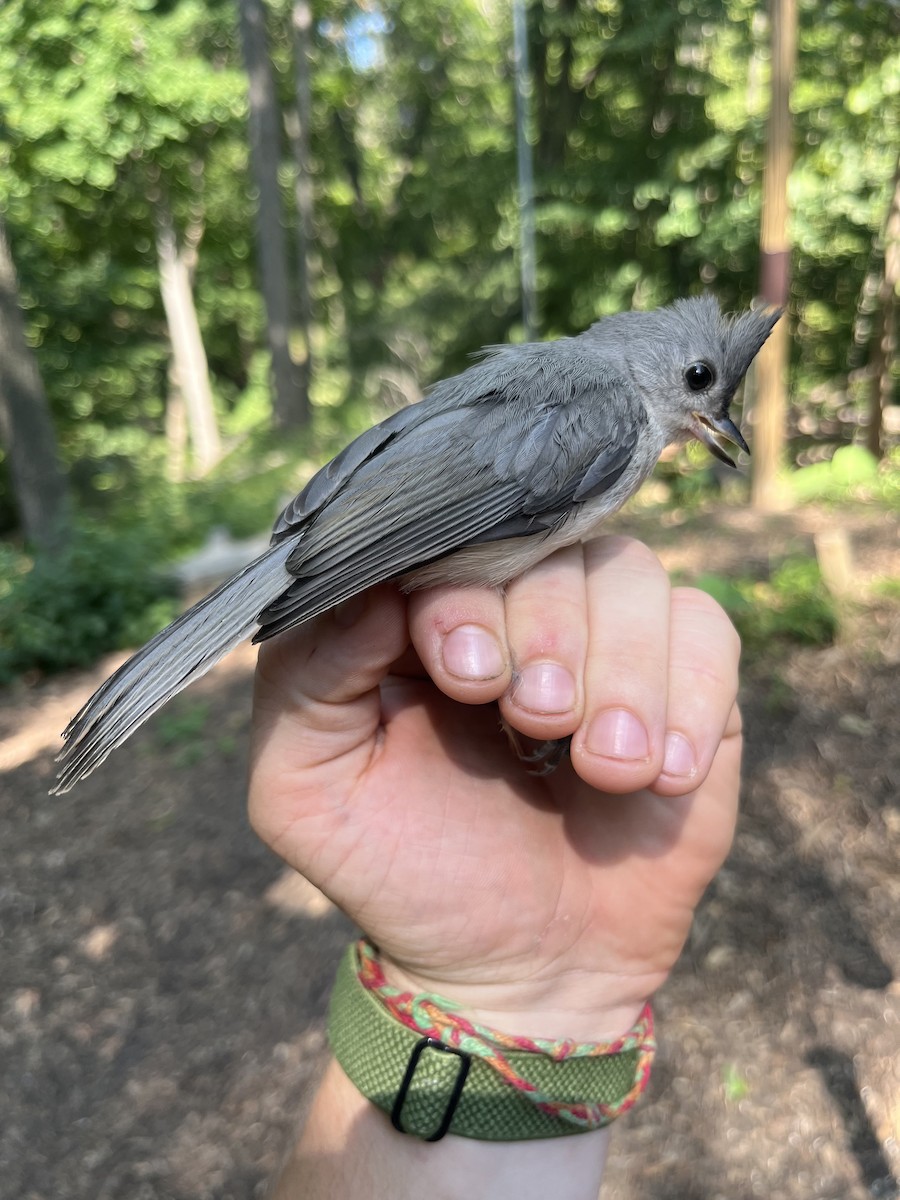 Tufted Titmouse - ML597503301