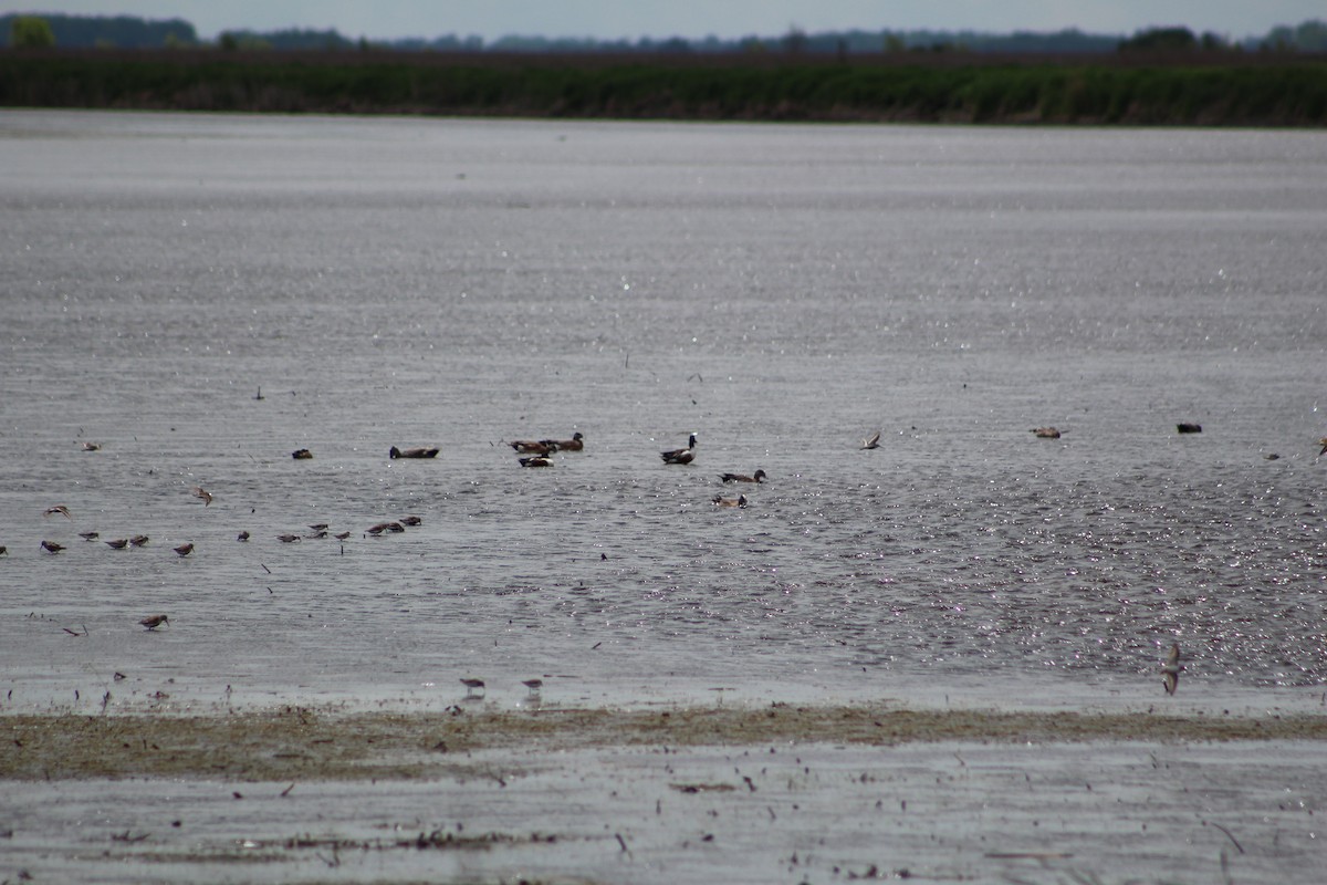 Wilson's Phalarope - Jayson Giese