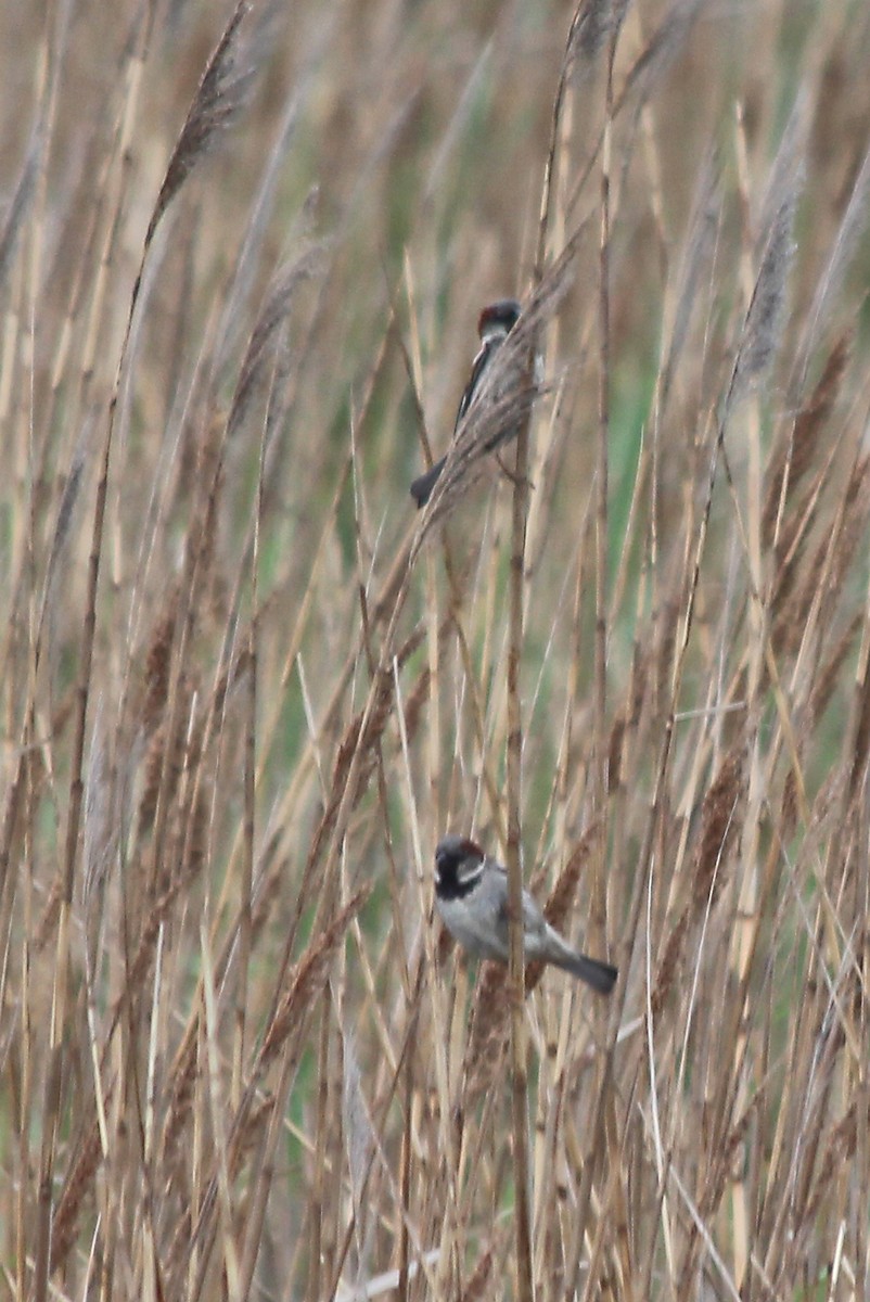 House Sparrow - ML59750401